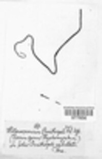 Heterosporium ornithogali image
